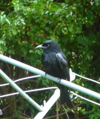 Spangled Drongo June 2018