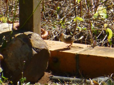 Wren 2 Aug 2018