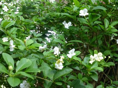 Brunfelsia americana - 2