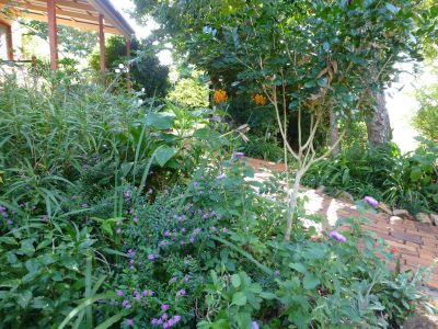 Cott, Studio path + garden