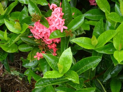 Pink Ixora - winery