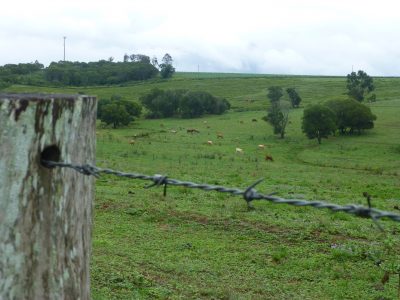 cows, hills, b wire fence post rain - dec 2018 copy