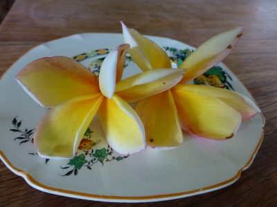 frangipani on Nanna Gelso's plate