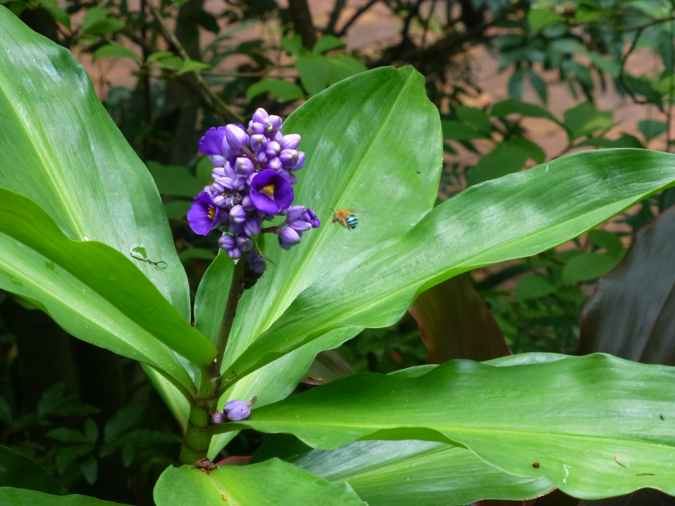 Blue Banded Bumble Bee Purple Ginger Mango Hill Cottages