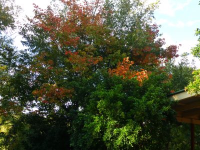 from my kitchen window - changing colours