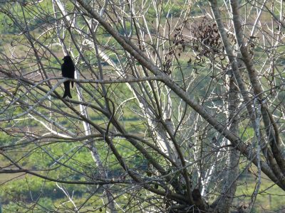 Spangled Drongo 1