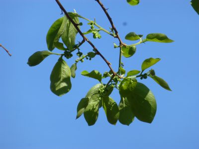 Chinese Date Plum 3