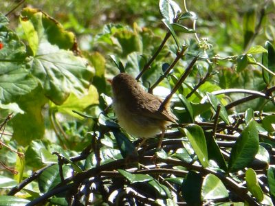 Banbino Wren Banbino Wren