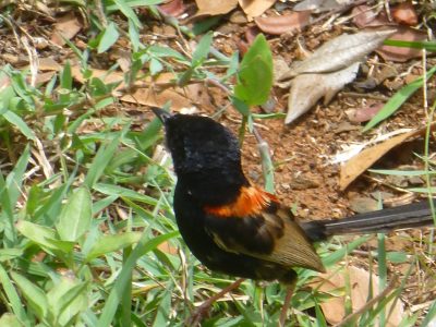 Orange Wren - Mr Orange Wren - Mr