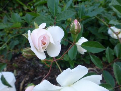 Nanna Gelso's rose 1 Nanna Gelso's rose 1
