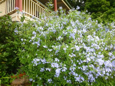 blue plumbago 2 - so reliable blue plumbago 2 - so reliable