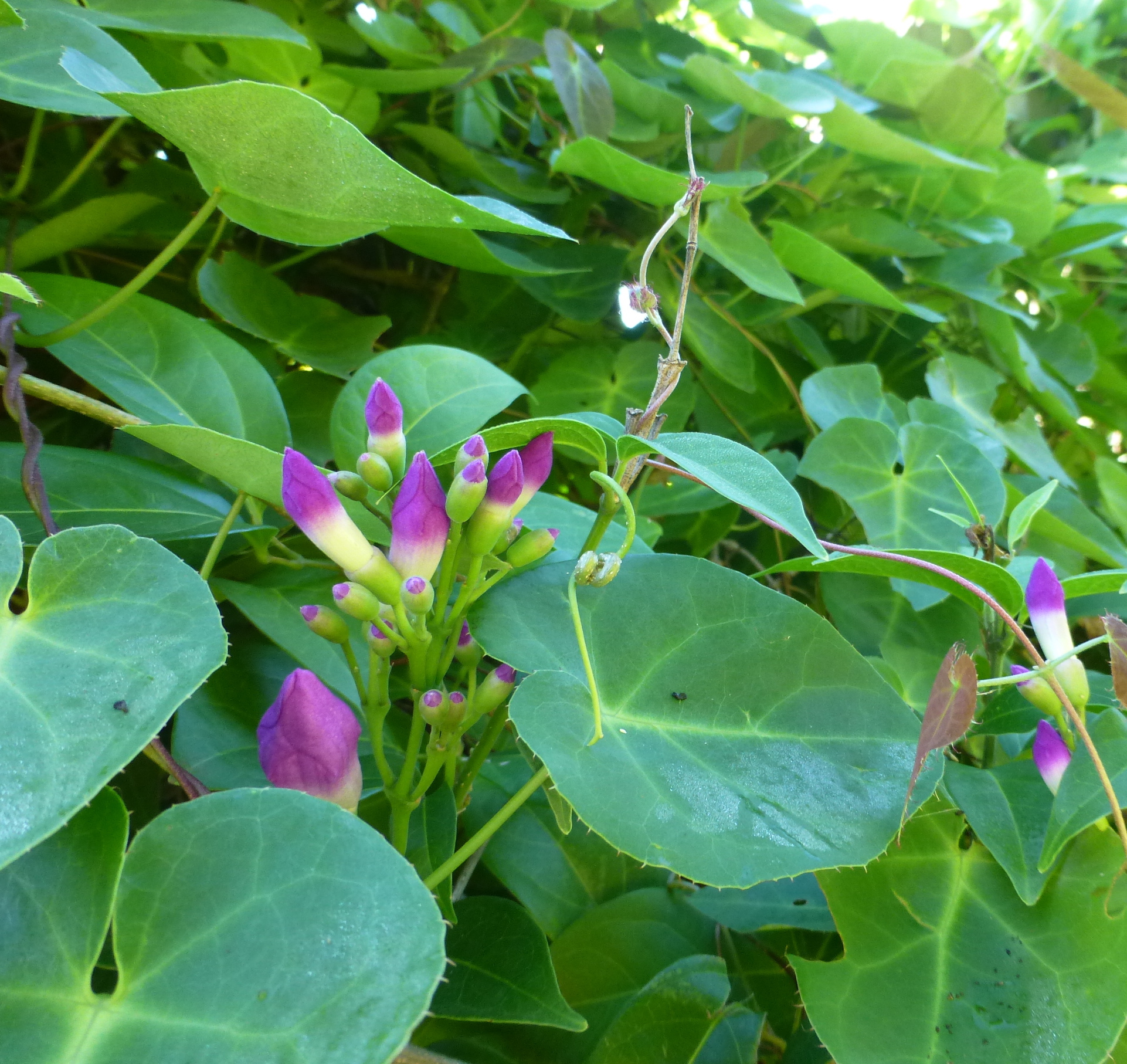 Garlic creeper buds -2 crop - Mango Hill Cottages & Hill of Promise
