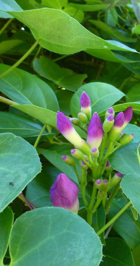 Garlic creeper buds - deep crop 2 - Mango Hill Cottages & Hill of