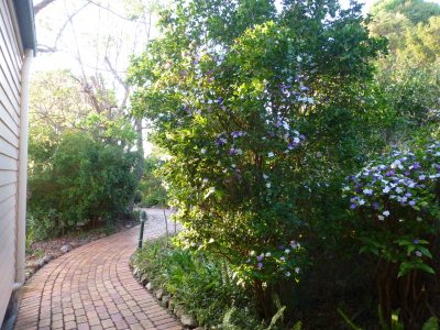Back cott - path, Bruns in flower Back cott - path, Bruns in flower