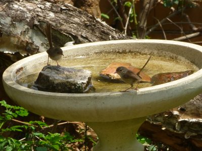 2 Female Wrens -2 2 Female Wrens -2