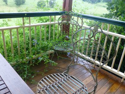 blue plumbago, cnr of cottage verandah blue plumbago, cnr of cottage verandah